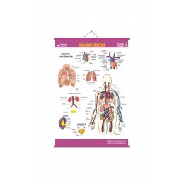 Gürbüz Dolaşım Sistemi Anatomi Levhası 70x100 cm Askılı ve Çıtalı