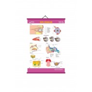 Gürbüz Yayınları Duyu Organları Levhası Anatomi, Biyoloji Levhaları 70x100cm Askılı Çıtalı