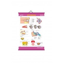 Gürbüz Yayınları Duyu Organları Levhası Anatomi, Biyoloji Levhaları 70x100cm Askılı Çıtalı