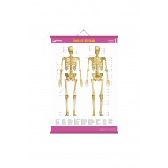 Gürbüz İskelet Sistemi Anatomi Levhası 70x100 cm Askılı ve Çıtalı