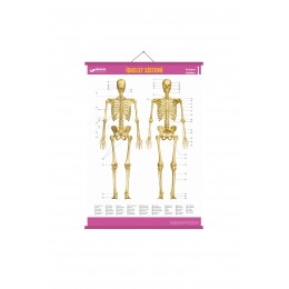 Gürbüz İskelet Sistemi Anatomi Levhası 70x100 cm Askılı ve Çıtalı