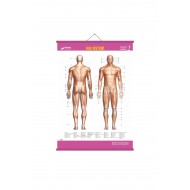 Gürbüz Kas Sistemi Anatomi Levhası 70x100 cm Askılı Çıtalı