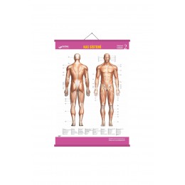 Gürbüz Kas Sistemi Anatomi Levhası 70x100 cm Askılı Çıtalı