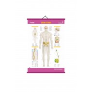 Gürbüz Sinir Sistemi Levhası Anatomi, Biyoloji Levhaları 70x100cm Askılı Çıtalı