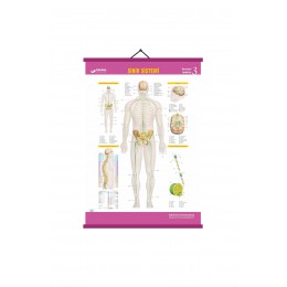 Gürbüz Sinir Sistemi Levhası Anatomi, Biyoloji Levhaları 70x100cm Askılı Çıtalı